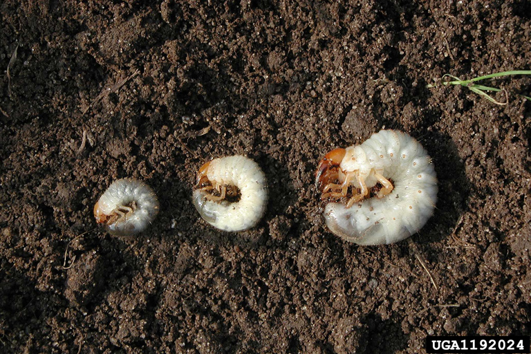 Close up image of three species of white grub. L to R: Japanese beetle, Popillia japonica, European chafer, Amphimallon majalis, and june bug, Phyllophaga sp