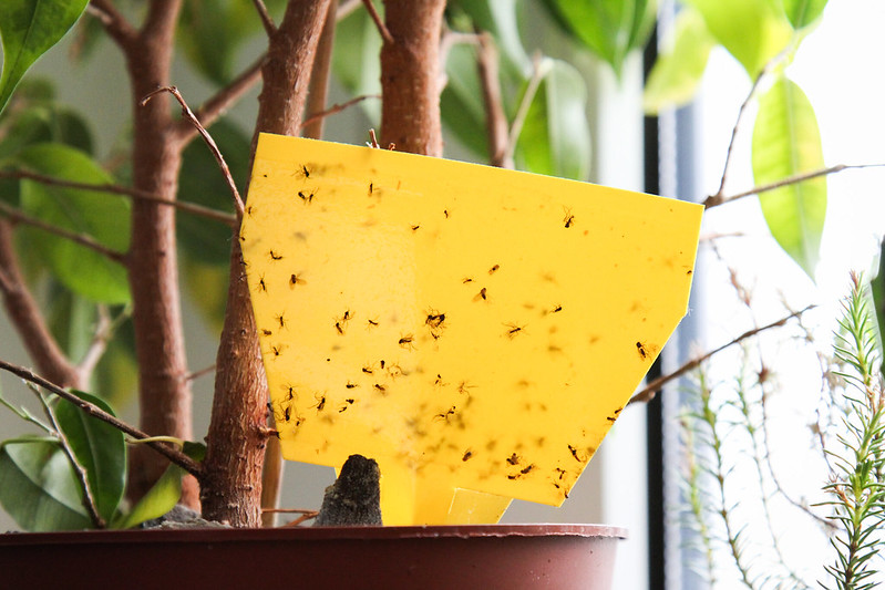 A homemade sticky trap used to capture pest indoors and outdoors