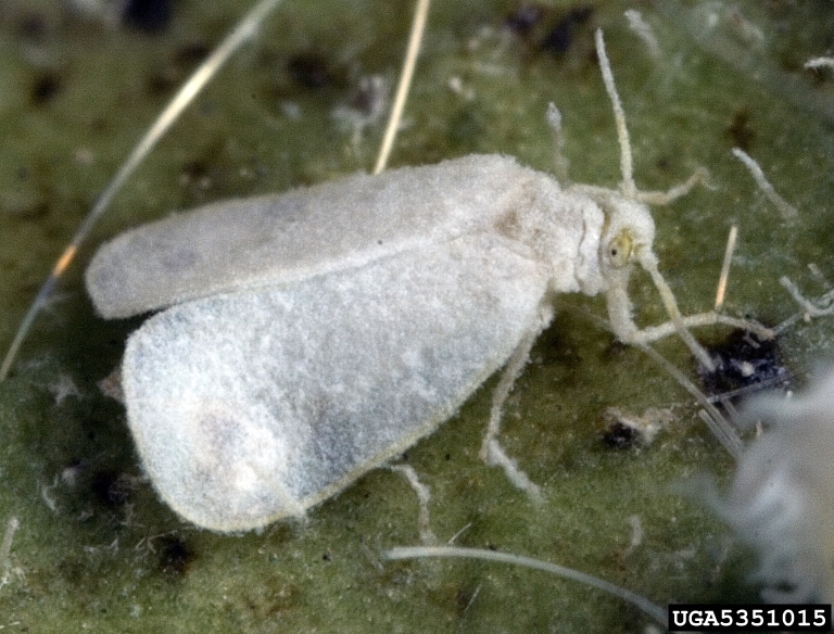 close up shot of a adult giant whitefly on a leaf