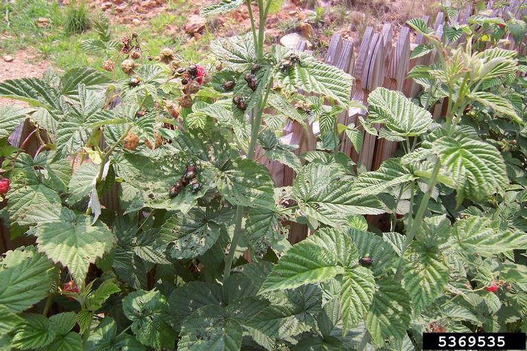 Damage that has been caused by the Japanese beetle on the leaves of a raspberry plant
