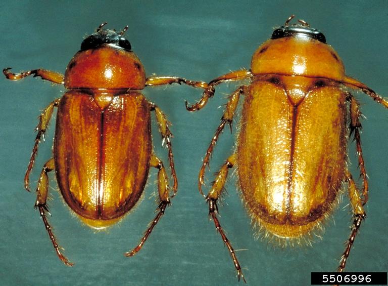 Two species of adult Masked Chafer. Left shows Southern Masked Chafer and right Northern Masked Chafer