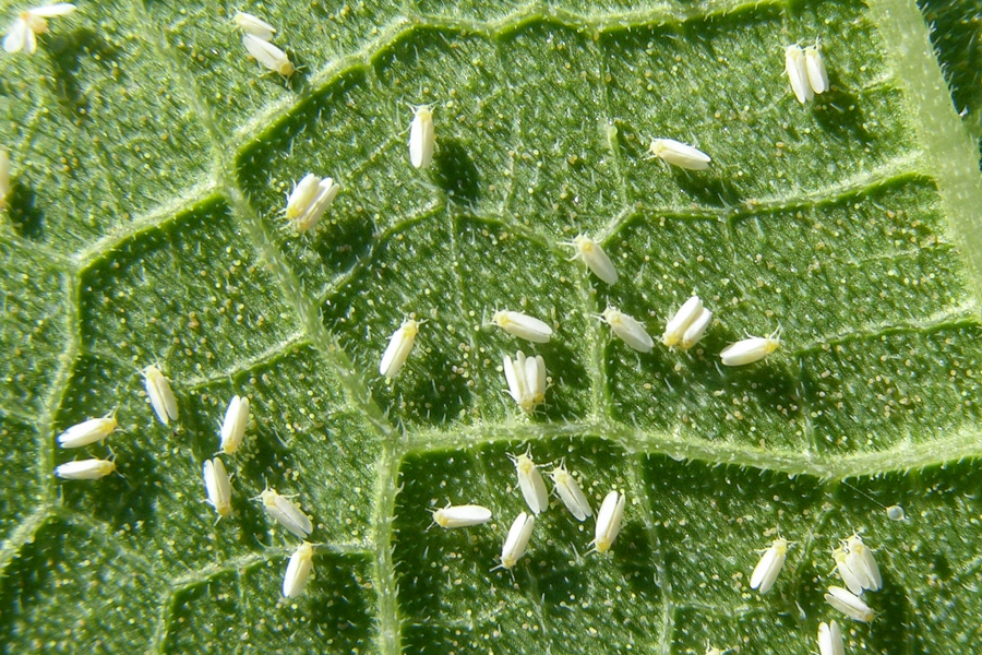 A close-up shot of a cluster of adult tobacco whiteflies (Bemisia tabaci) on a squash leaf