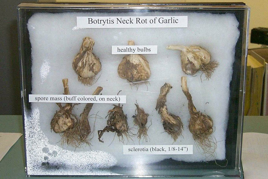 A display illustrating the various stages of the fungus Botrytis cinerea on a garlic bulb, highlighting the contrast between a healthy bulb and one affected by the fungus.