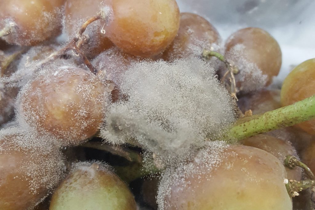 A close-up image showing a bunch of grapes infected by Botrytis cinerea, with grey fuzzy mold - a distinctive symptom of this fungus.