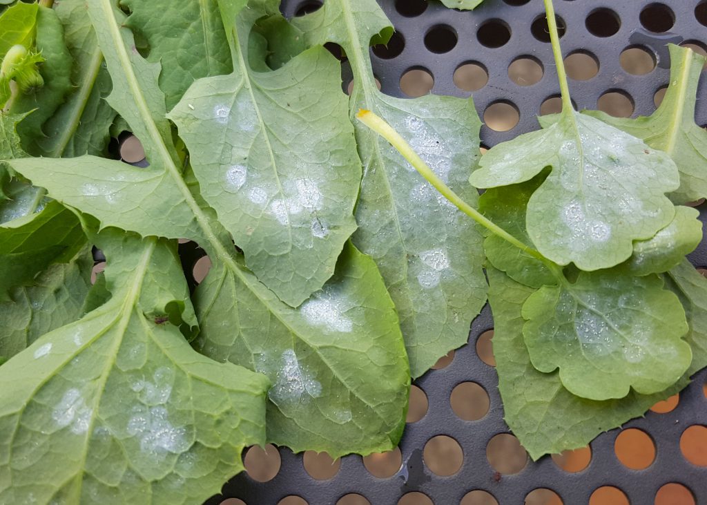 Leaves showing signs of a whitefly infestation, with a waxy substance visible in the image.