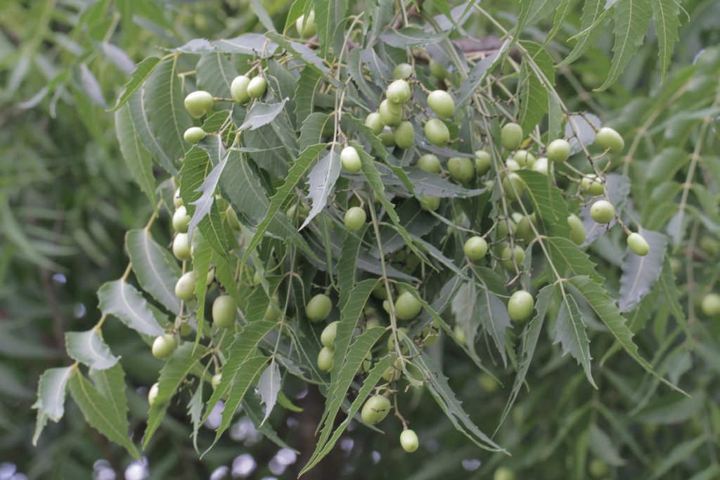 Close of image of Neem (Azadirachta indica) with fruit.