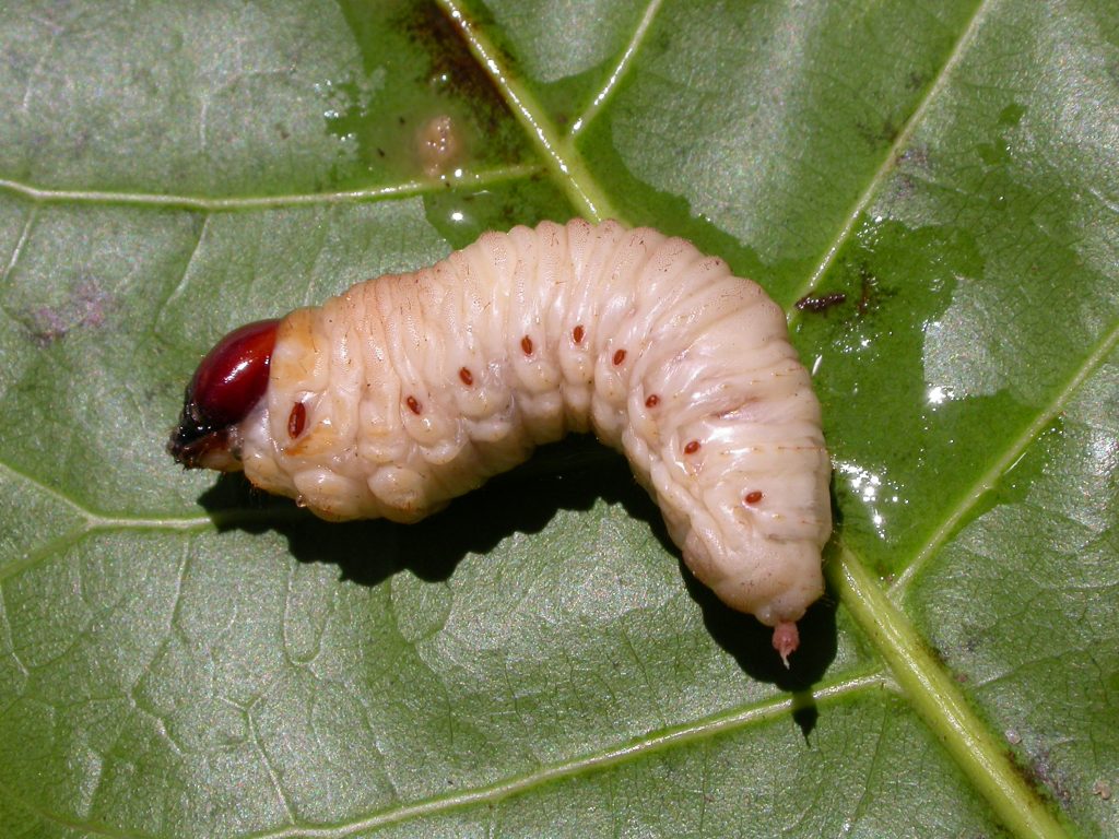 close-up image of a white grub in the larval stage of its lifecycle on a leaf