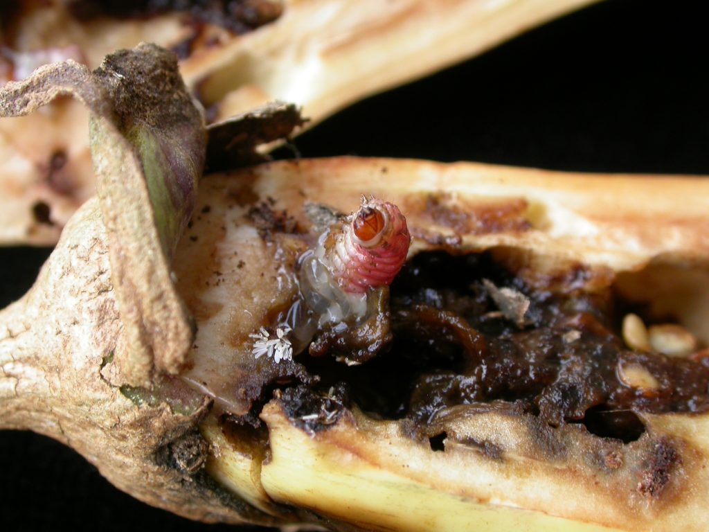 Close up image of a white grub in an aubergine plant. White grub eggs are visible in the aubergine.