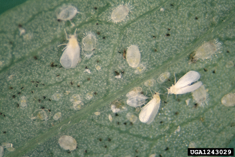 Adult greenhouse whitefly (Trialeurodes vaporariorum) with eggs on a leaf