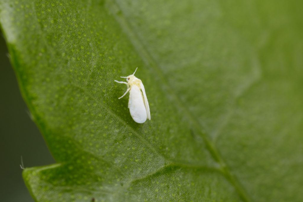 Close up shot of a singular young adult whitefly on a hibiscus leaf