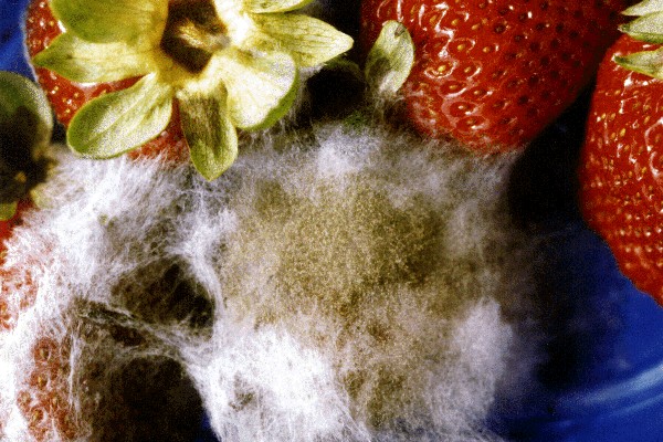 A close-up of strawberries revealing the distinctive grey mold, a symptom of Botrytis cinerea.