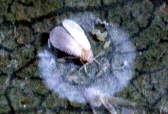 Singular adult Ash whitefly, with freshly laid eggs on a leaf.