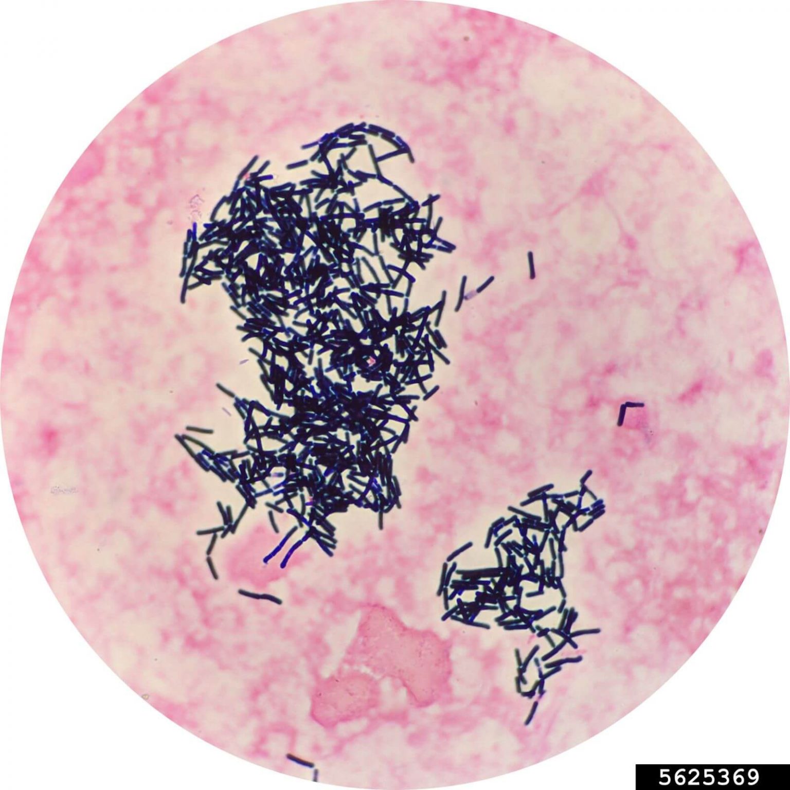 Comprehensive guide to how Bacillus thuringiensis controls pests — free download