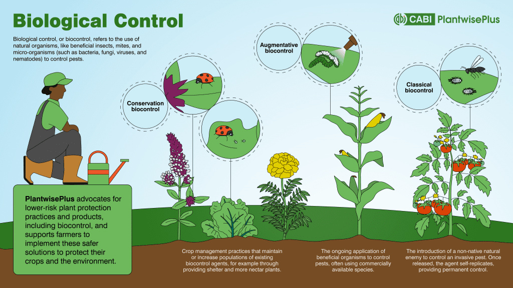 A diagram showing the three main types of biological control, showing how they work in a practical sense. Conservation and classical biocontrol show bugs eating pest bugs, and augmentative shows a pest being sprayed. 