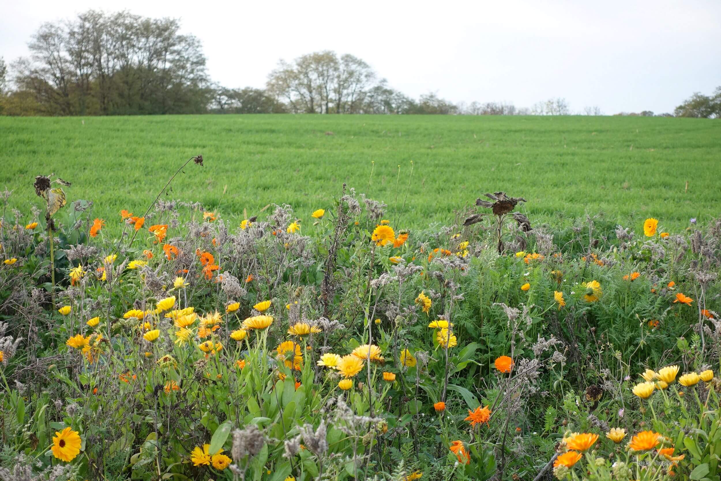 如何利用生物防治保护生物多样性