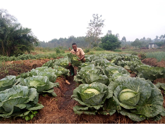 Anthony inspecting a cabbage field