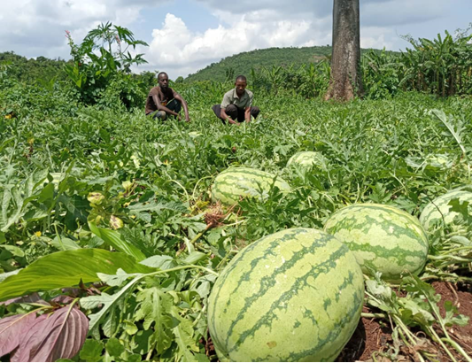 Anthony and a farmer in a watermelon field