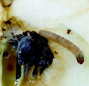 Carpocapsa The Identification and Control of Apple Pest and Disease