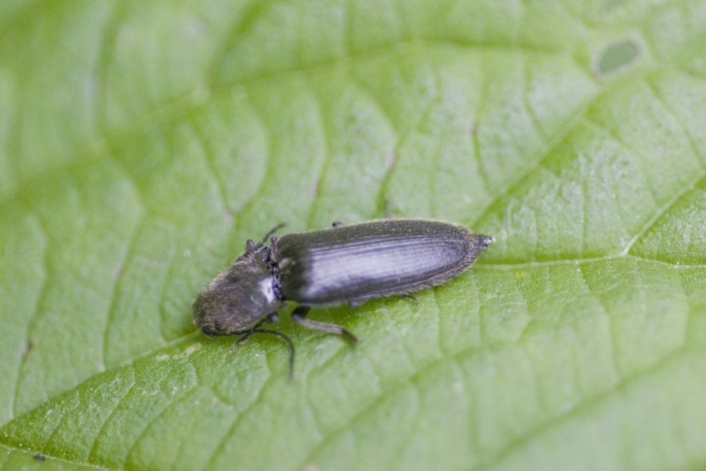 Close-up of a click beetle on a leaf
