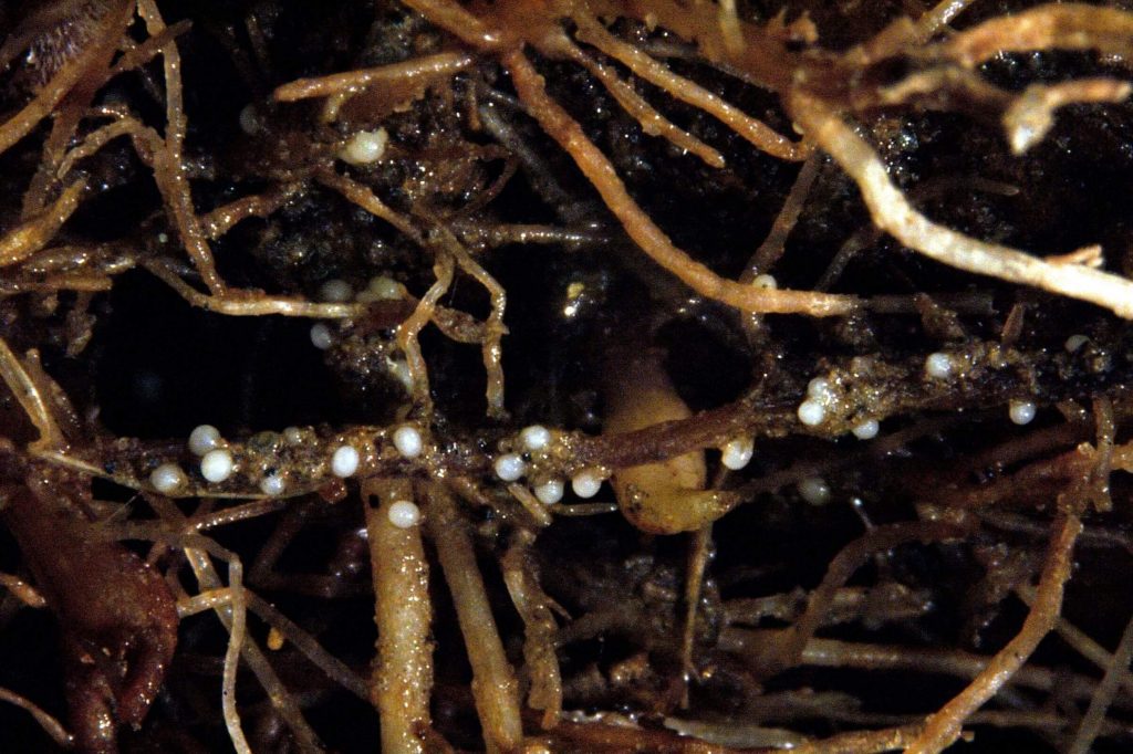 close up of a root system showing white cysts
