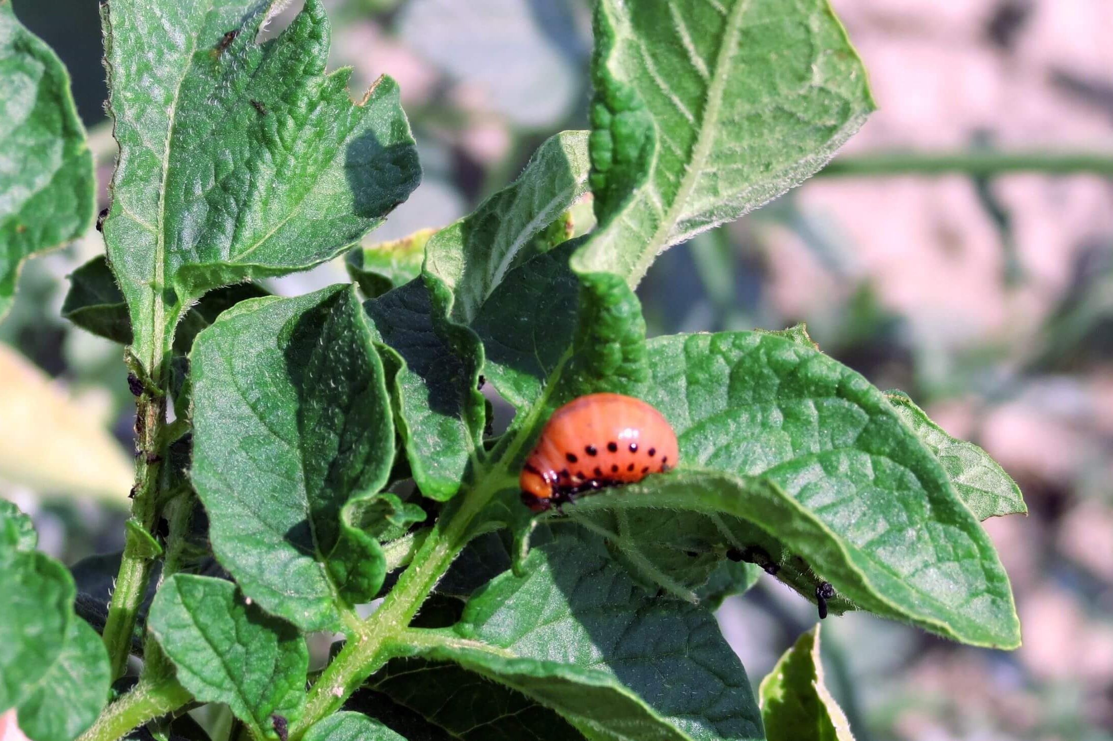 an immature colorado potato beetle on a potato leaf