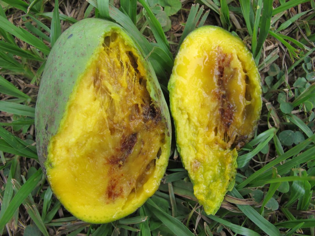 Mango with fruit fly damage