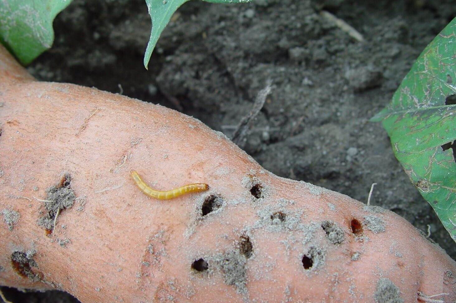 A sweet potato tuber on the ground, with deep mining holes and a larva next to one of them