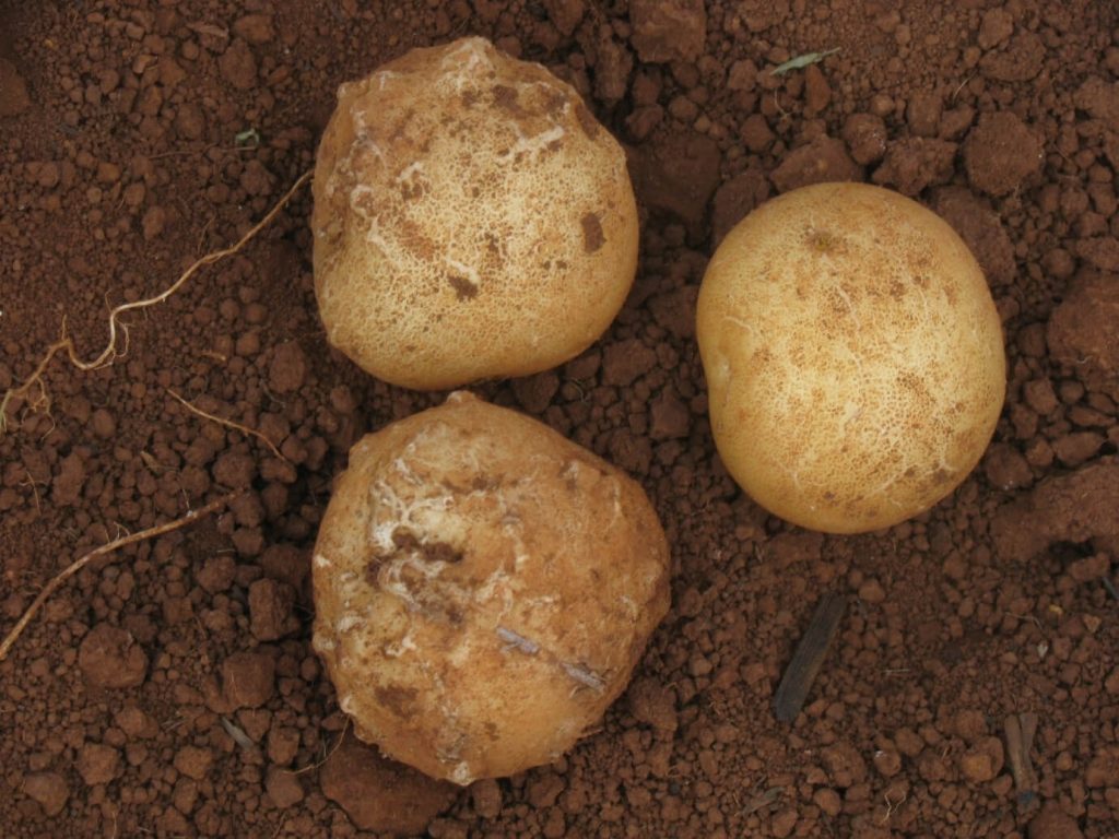 Three potato tubers on soil with gall symptoms