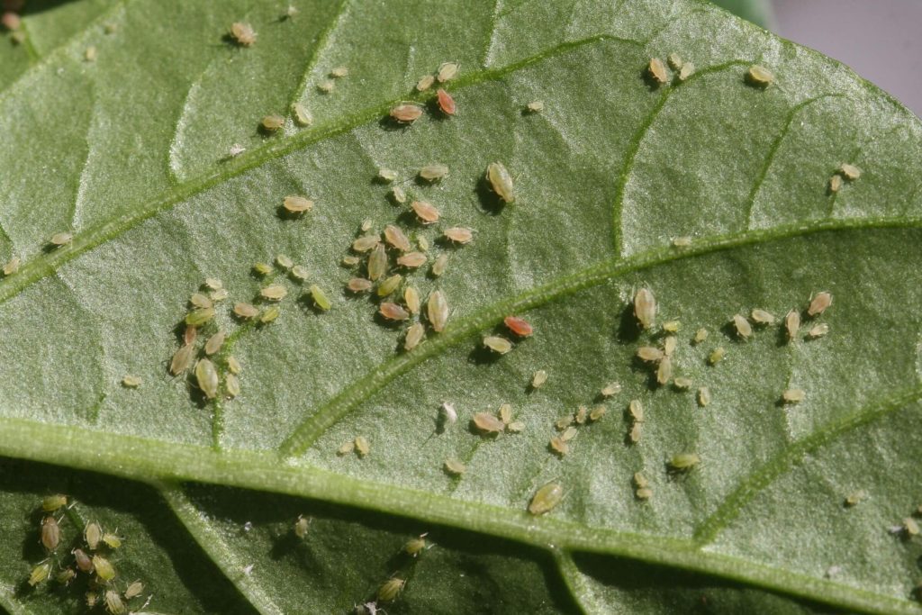 close up of the underside of a leaf infested by aphids