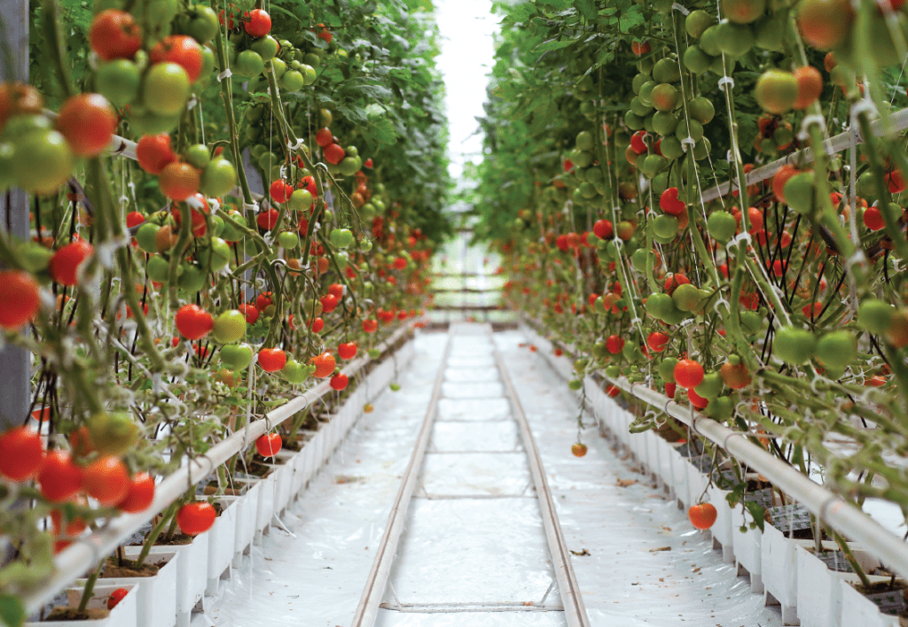 Tomatoes in a greenhouse
