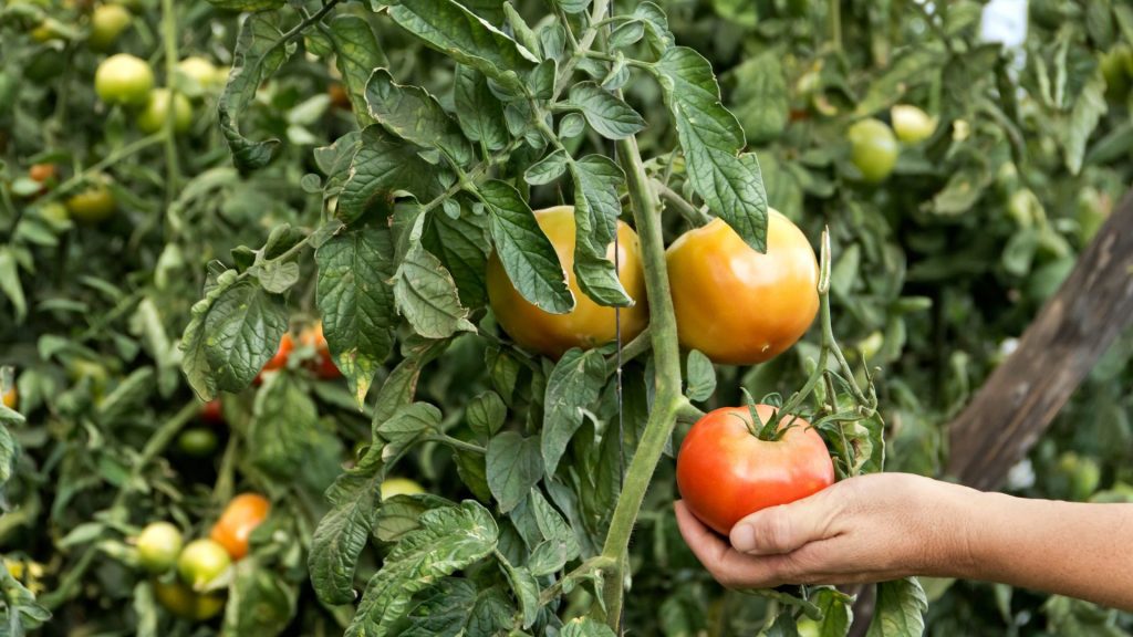 Tomato crop