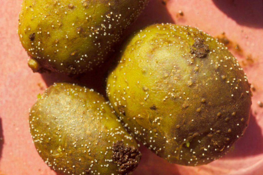 Three potato tubers with visible cysts