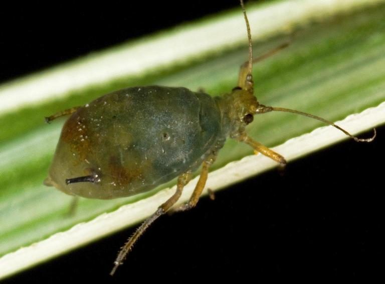Bird cherry-oat aphid