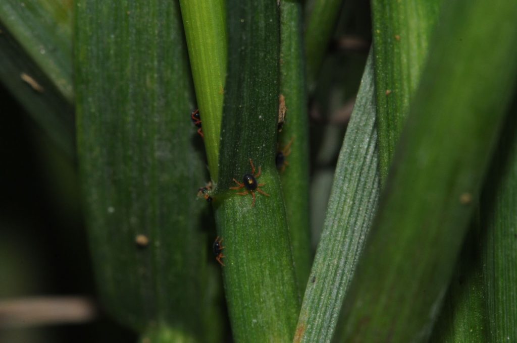 Adult of blue oat mite