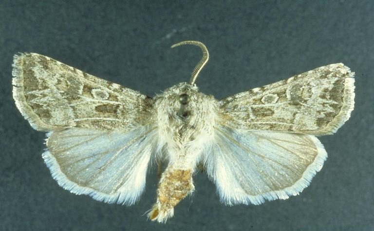 Pale western cutworm adult