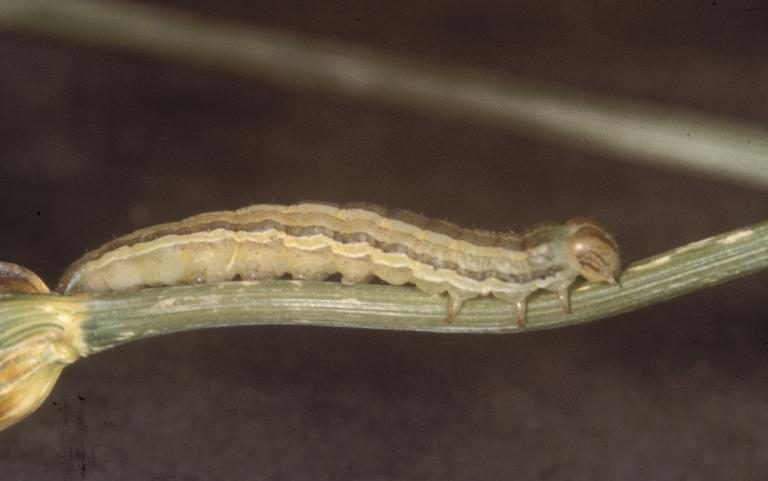 Wheat head armyworm