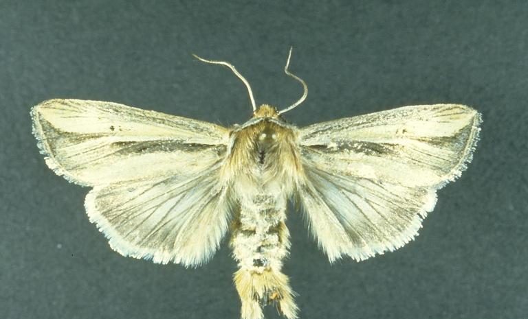 Wheat head armyworm