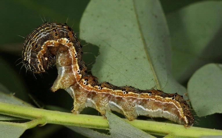 Cotton bollworm