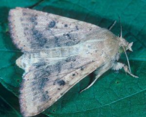 Common cotton pests: identification and control guide