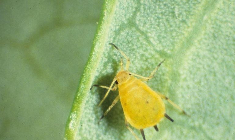 Cotton aphid