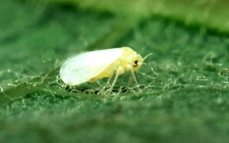 Silverleaf whitefly