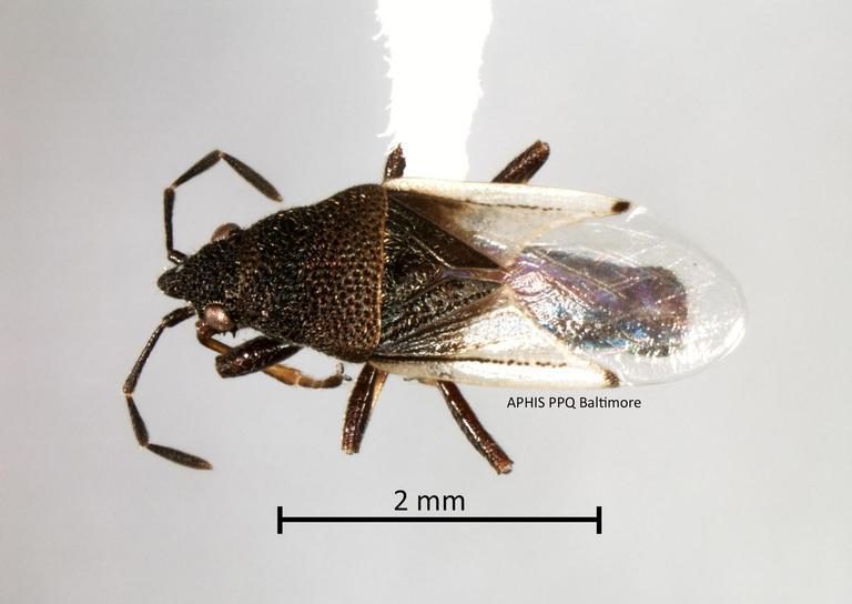 Cottonseed bug