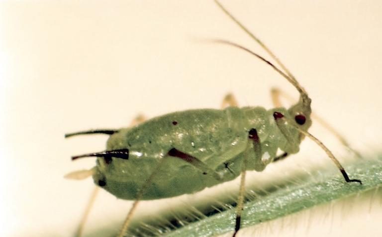 English grain aphid