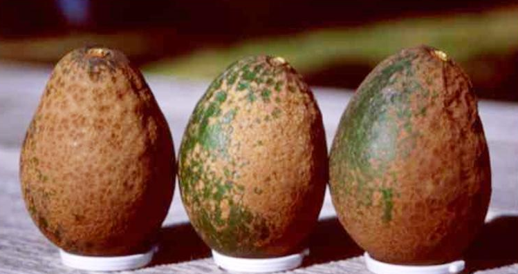 Damage to avocado caused by avocado thrips