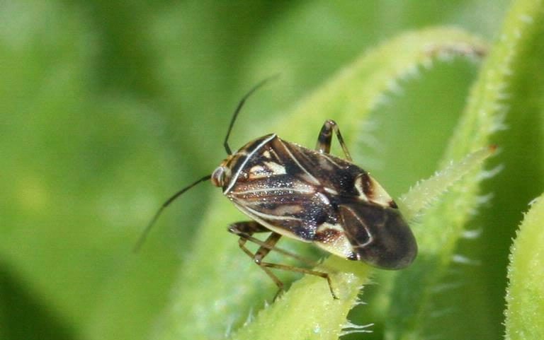 Tarnished plant bug