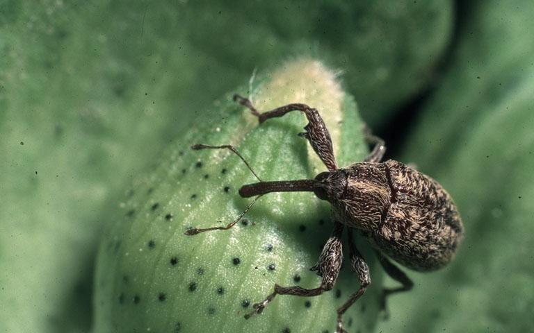 Boll weevil