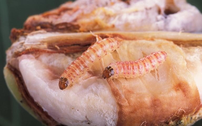 Pink bollworm
