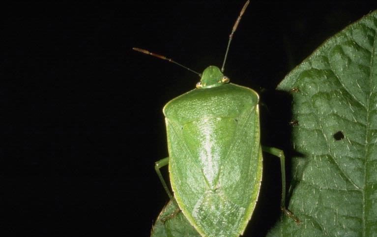 Green stink bug