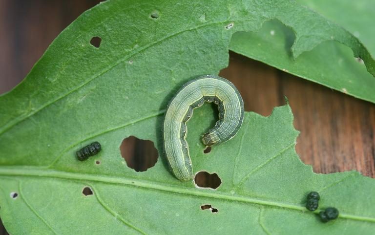 Beet armyworm