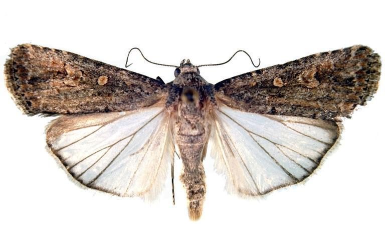 Beet armyworm adult